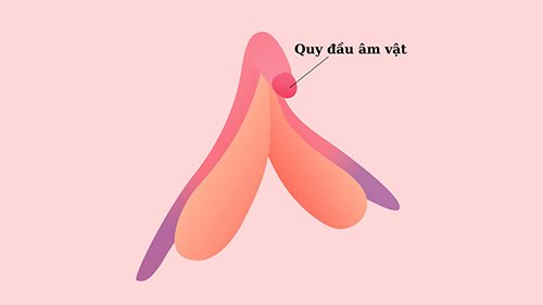 mồng đốc là gì? cấu tạo